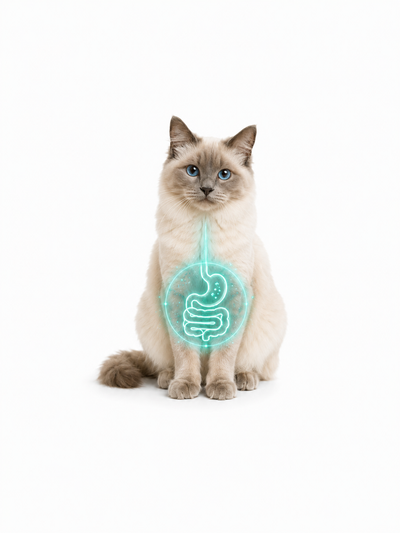 My cat has a sensitive stomach