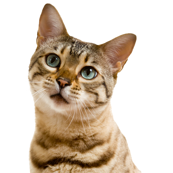 For Your Cat