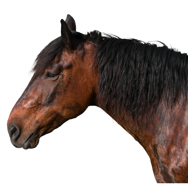 For Your Horse