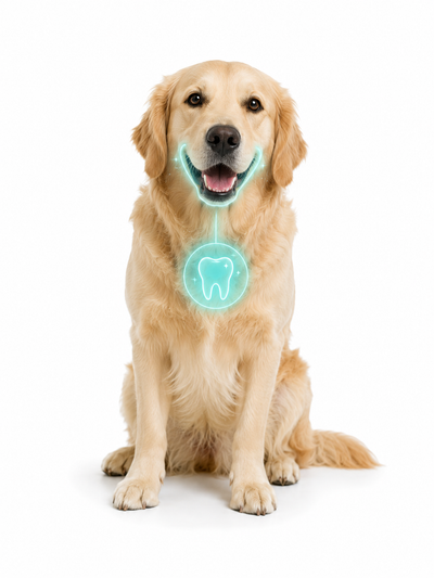 My dog has bad breath